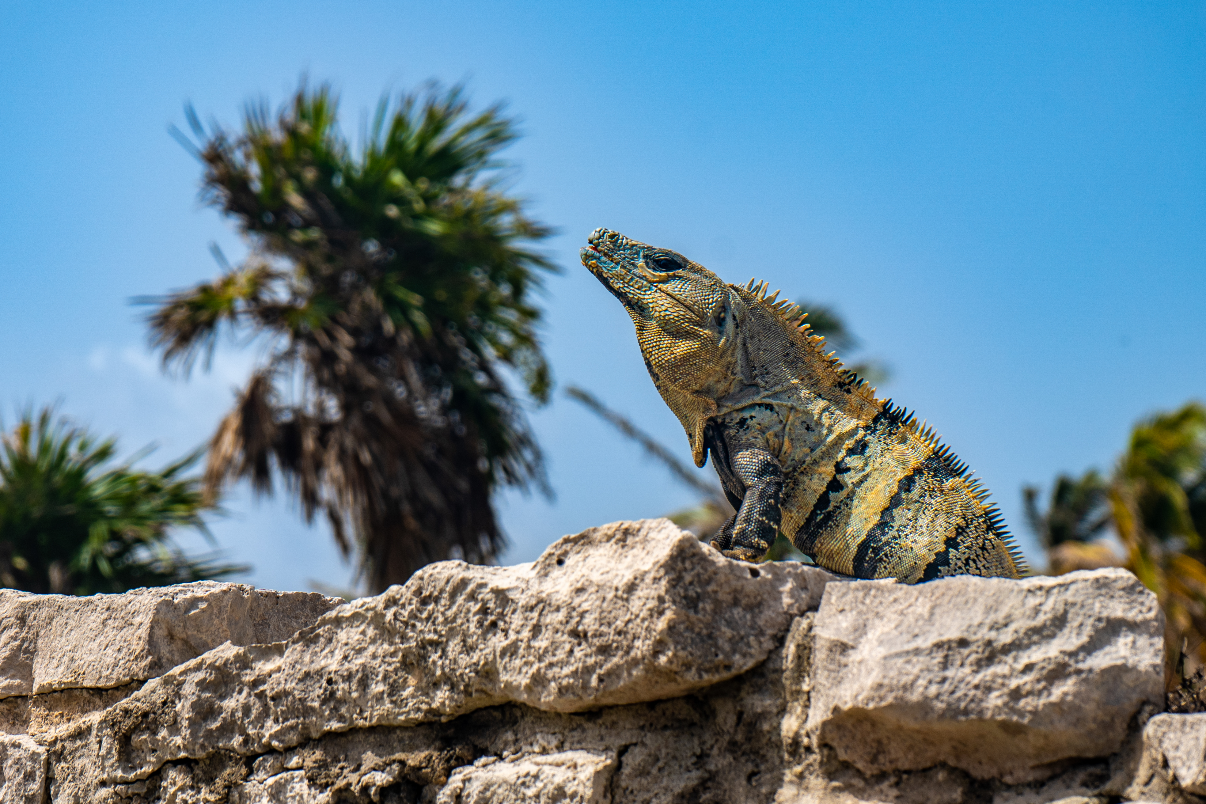 Mayan Point