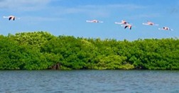 Rio Lagarto