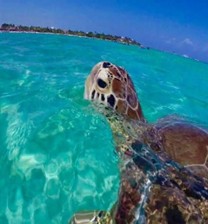 Tortugas Akumal