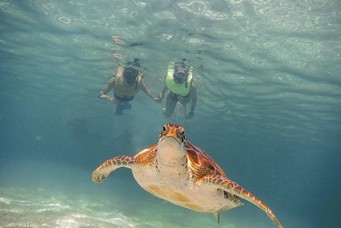 Tortugas Akumal